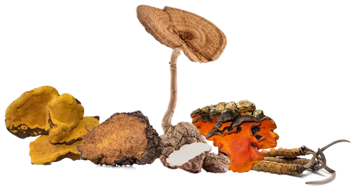 Cultivated functional mushrooms