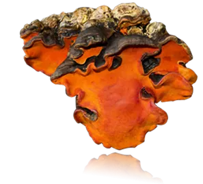 Antrodia
