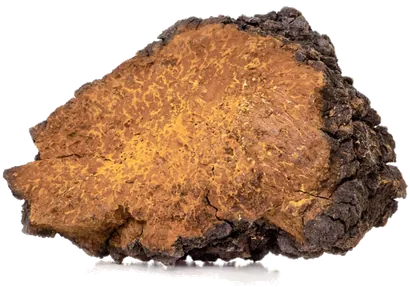 Chaga Mushroom