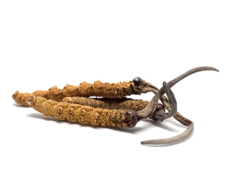 Cordyceps sinensis fruiting body