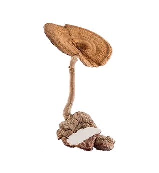 Tiger Milk Mushroom